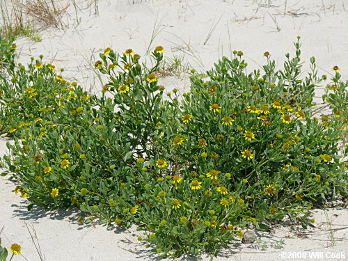 Seaside Oxeye (Borrichia frutescens) habit