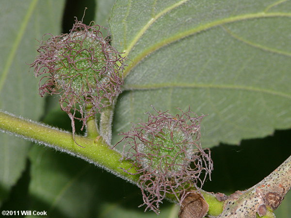 Paper Mulberry (Broussonetia papyrifera)