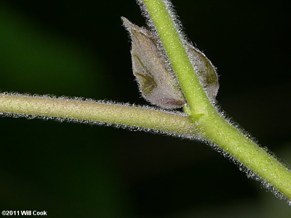 Paper Mulberry (Broussonetia papyrifera)