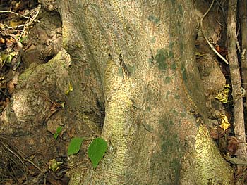 Paper Mulberry (Broussonetia papyrifera) bark