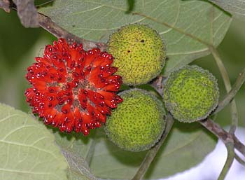 Paper Mulberry (Broussonetia papyrifera) fruits