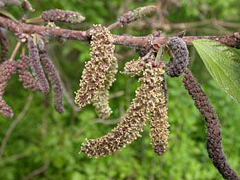 Paper Mulberry (Broussonetia papyrifera) flowers