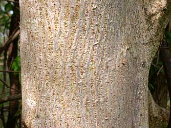 Paper Mulberry (Broussonetia papyrifera) bark