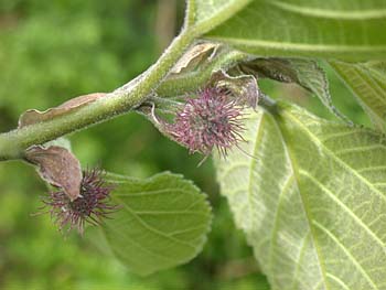 Paper Mulberry (Broussonetia papyrifera) flowers