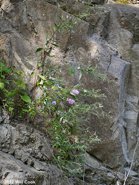 Orange-eye Butterfly-bush (Buddleja davidii)