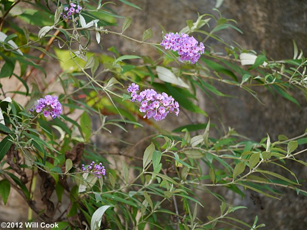 Orange-eye Butterfly-bush (Buddleja davidii)