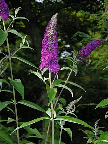 Orange-eye Butterfly-bush (Buddleja davidii)