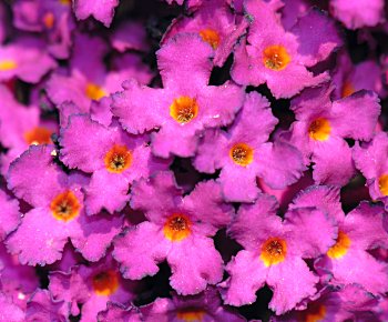 Orange-eye Butterfly-bush (Buddleja davidii) flowers