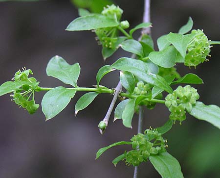 Piratebush (Buckleya distichophylla) flowers