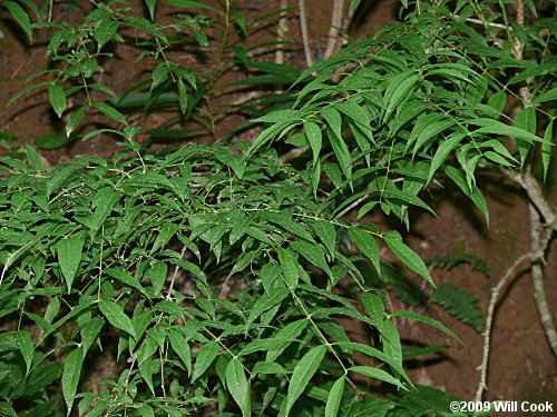 Piratebush (Buckleya distichophylla) leaves