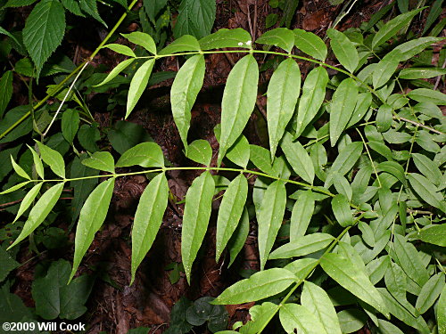 Piratebush (Buckleya distichophylla) leaves