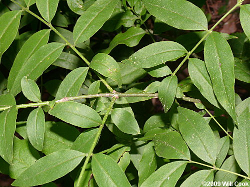 Piratebush (Buckleya distichophylla) leaves