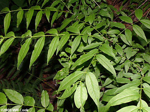 Piratebush (Buckleya distichophylla) leaves