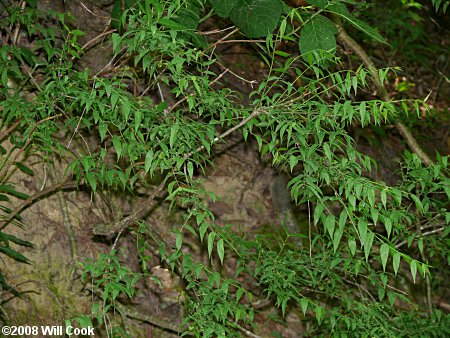 Piratebush (Buckleya distichophylla) shrub