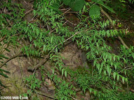 Piratebush (Buckleya distichophylla) shrub