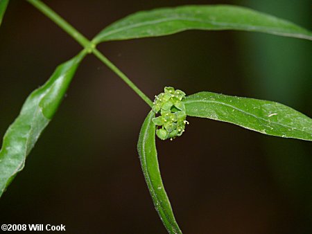 Piratebush (Buckleya distichophylla) flowers