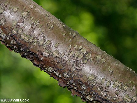 Piratebush (Buckleya distichophylla) bark