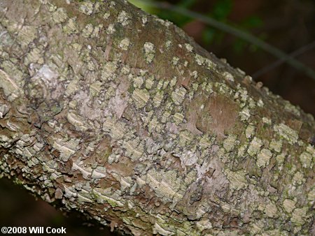 Piratebush (Buckleya distichophylla) bark