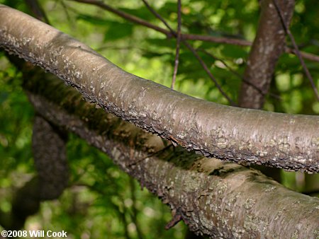 Piratebush (Buckleya distichophylla) bark