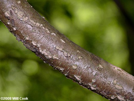 Piratebush (Buckleya distichophylla) bark