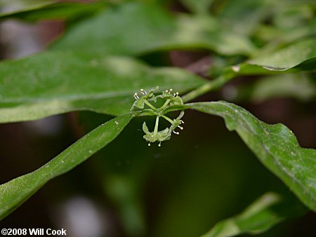 Piratebush (Buckleya distichophylla) flowers