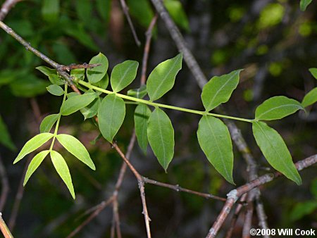 Piratebush (Buckleya distichophylla) leaf