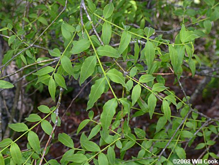 Piratebush (Buckleya distichophylla) leaves