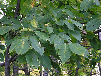 Mockernut Hickory (Carya alba/tomentosa) leaves