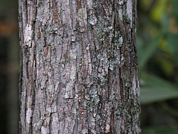 Mockernut Hickory (Carya alba/tomentosa) bark