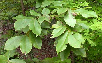 Mockernut Hickory (Carya alba/tomentosa) leaves