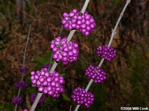 American Beautyberry (Callicarpa americana) fruit