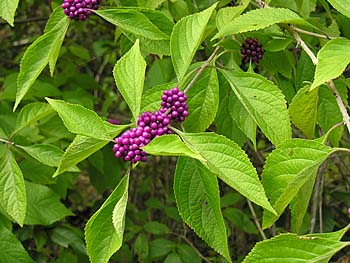 American Beautyberry (Callicarpa americana)