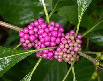 American Beautyberry (Callicarpa americana)