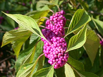 American Beautyberry (Callicarpa americana)