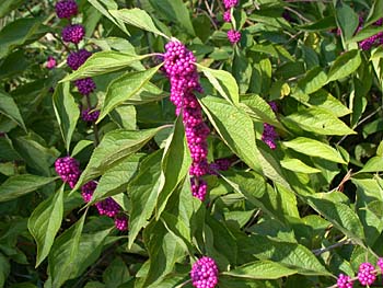 American Beautyberry (Callicarpa americana)