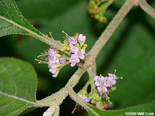 American Beautyberry (Callicarpa americana) flowers