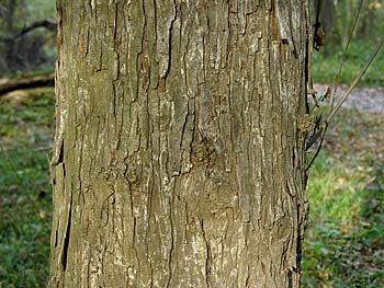 Water Hickory (Carya aquatica)