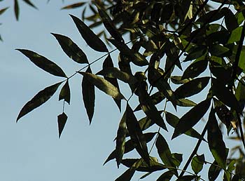Water Hickory (Carya aquatica)