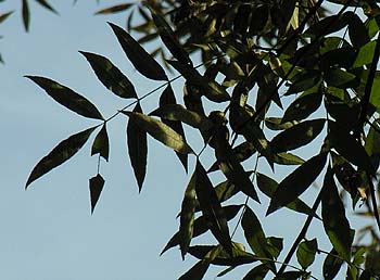 Water Hickory (Carya aquatica)