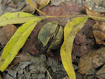 Water Hickory (Carya aquatica)