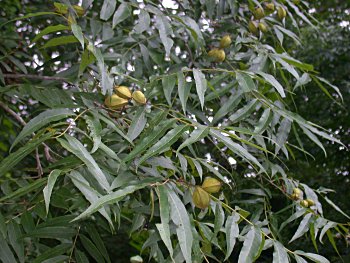 Water Hickory (Carya aquatica)