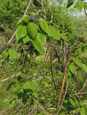 Southern Catalpa (Catalpa bignonioides)