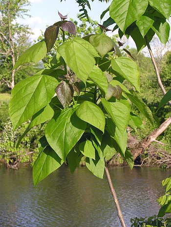 Southern Catalpa (Catalpa bignonioides)