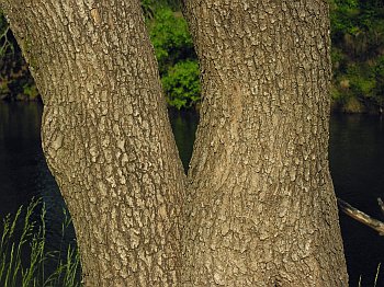 Southern Catalpa (Catalpa bignonioides)