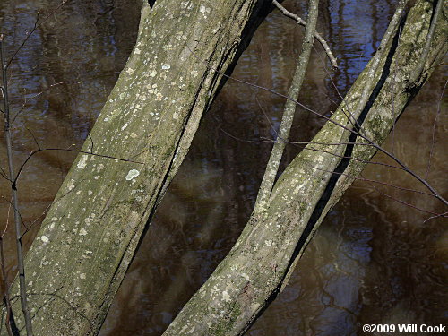 American Hornbeam (Carpinus caroliniana) bark