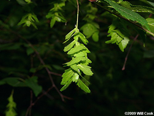 American Hornbeam (Carpinus caroliniana)