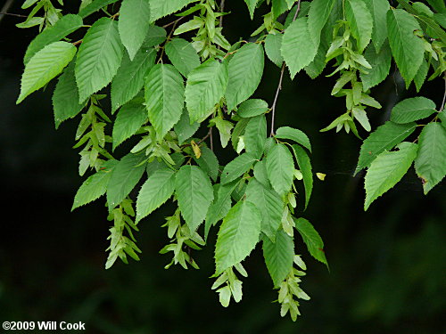 American Hornbeam (Carpinus caroliniana)