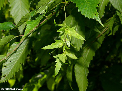 American Hornbeam (Carpinus caroliniana)