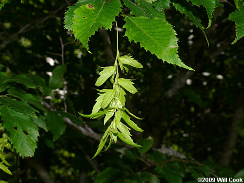 American Hornbeam (Carpinus caroliniana)