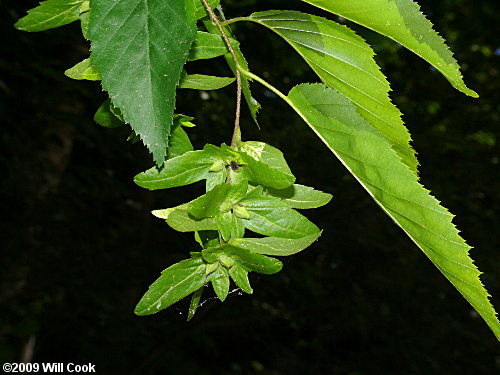 American Hornbeam (Carpinus caroliniana)